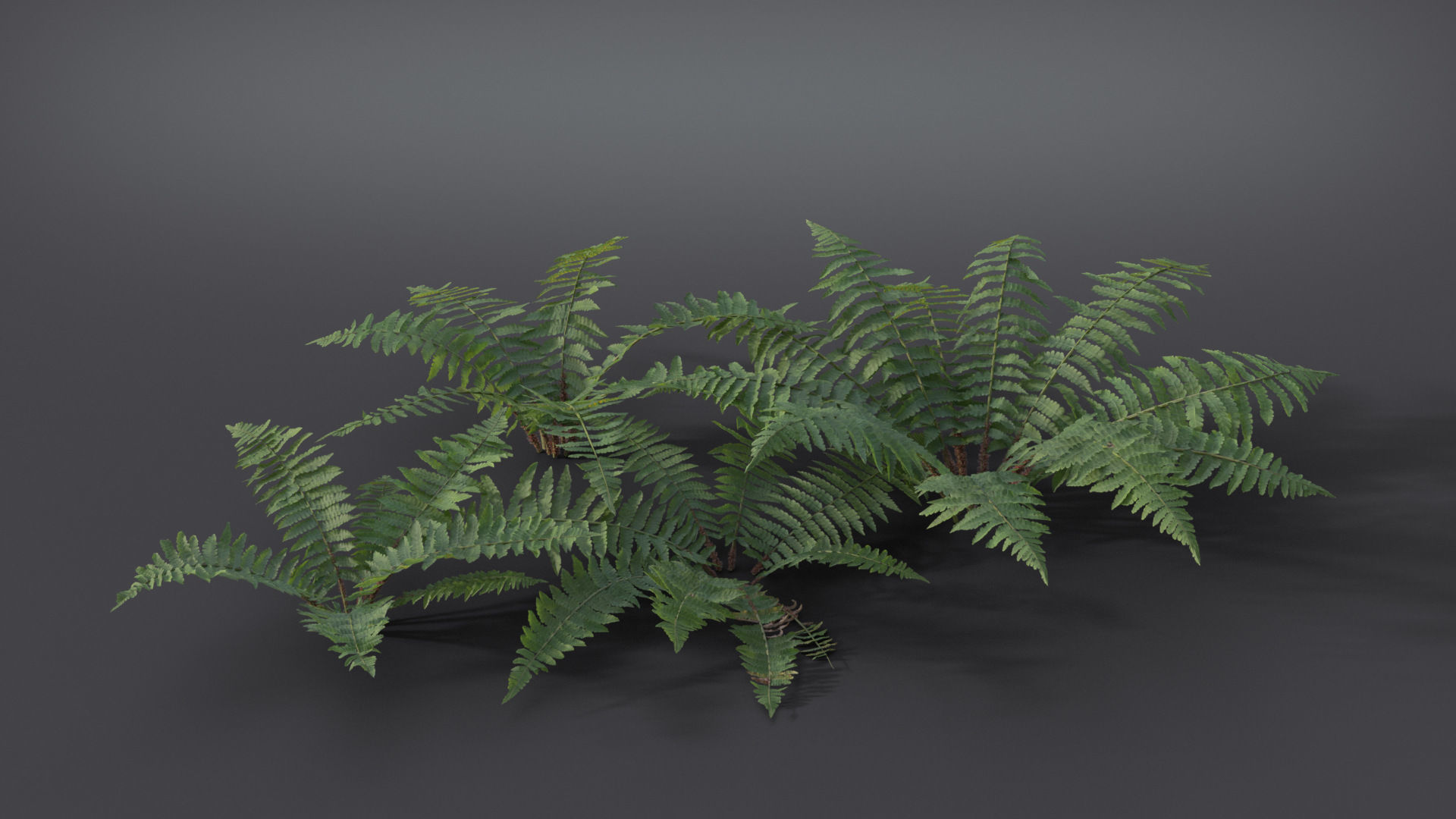 Fern Dryopteridaceae  VFX Grace 3D model_2