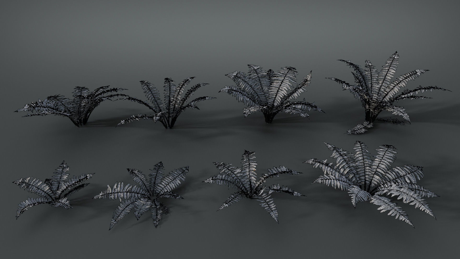 Fern Dryopteridaceae  VFX Grace 3D model_9