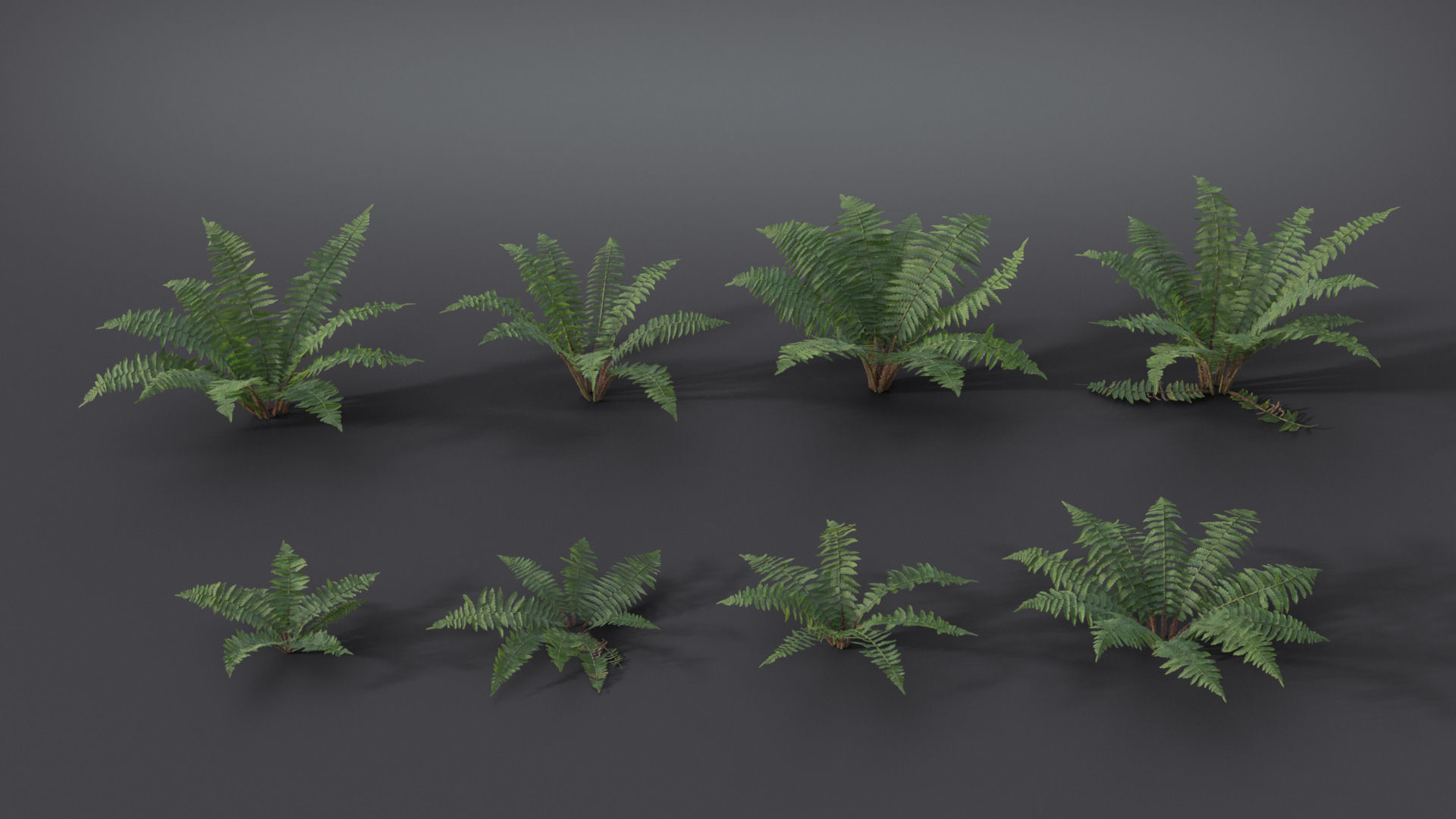 Fern Dryopteridaceae  VFX Grace 3D model_3