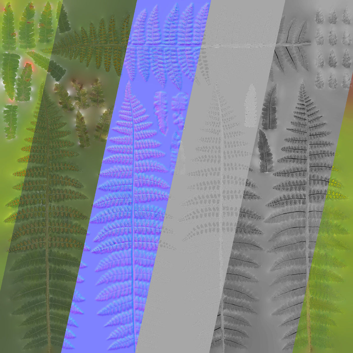 Fern Dryopteridaceae  VFX Grace 3D model_12