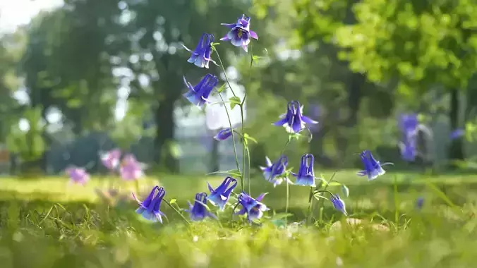Aquilegias  VFX Grace 3D model