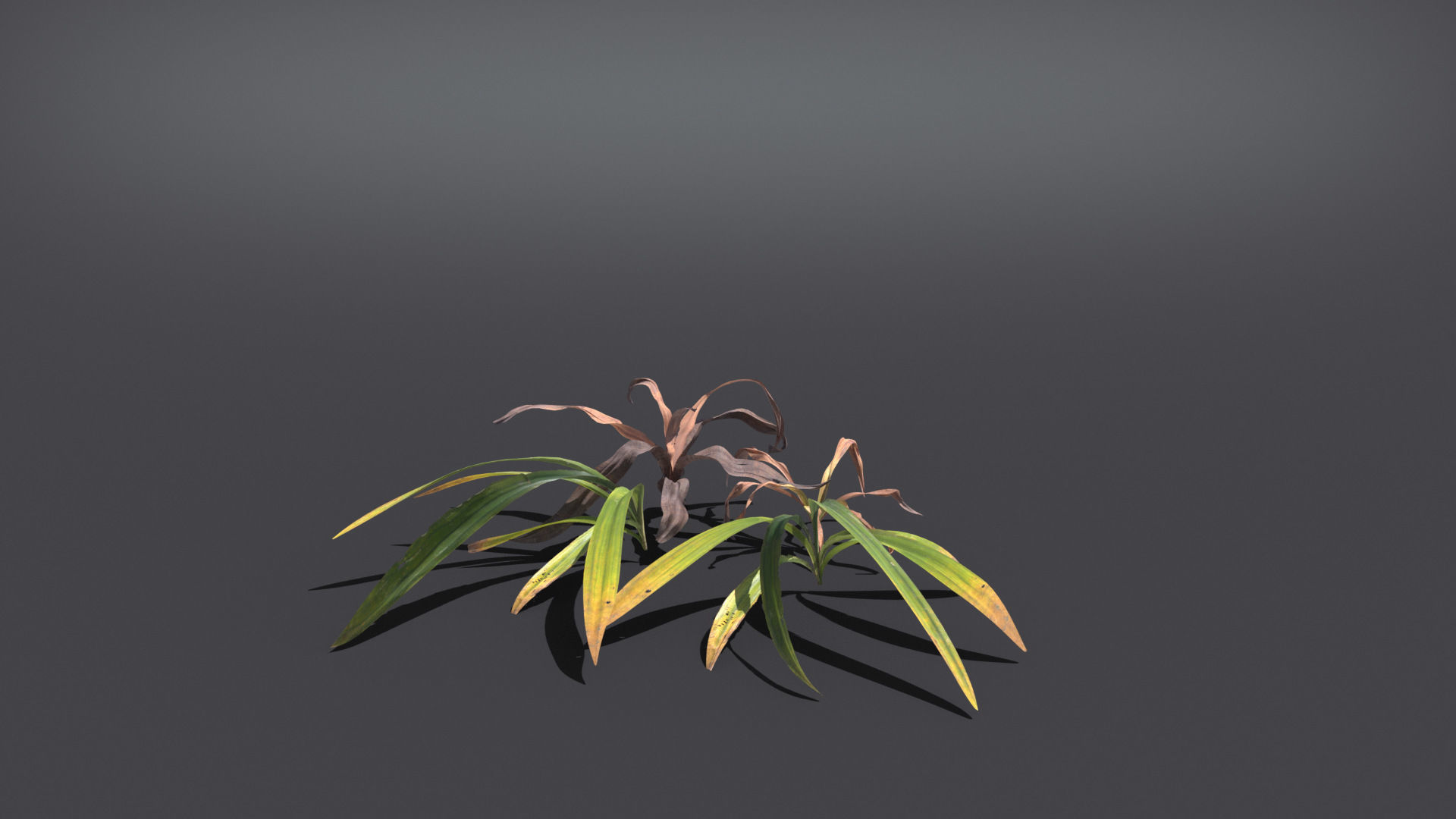 Wild Grass  VFX Grace Low-poly 3D model_3