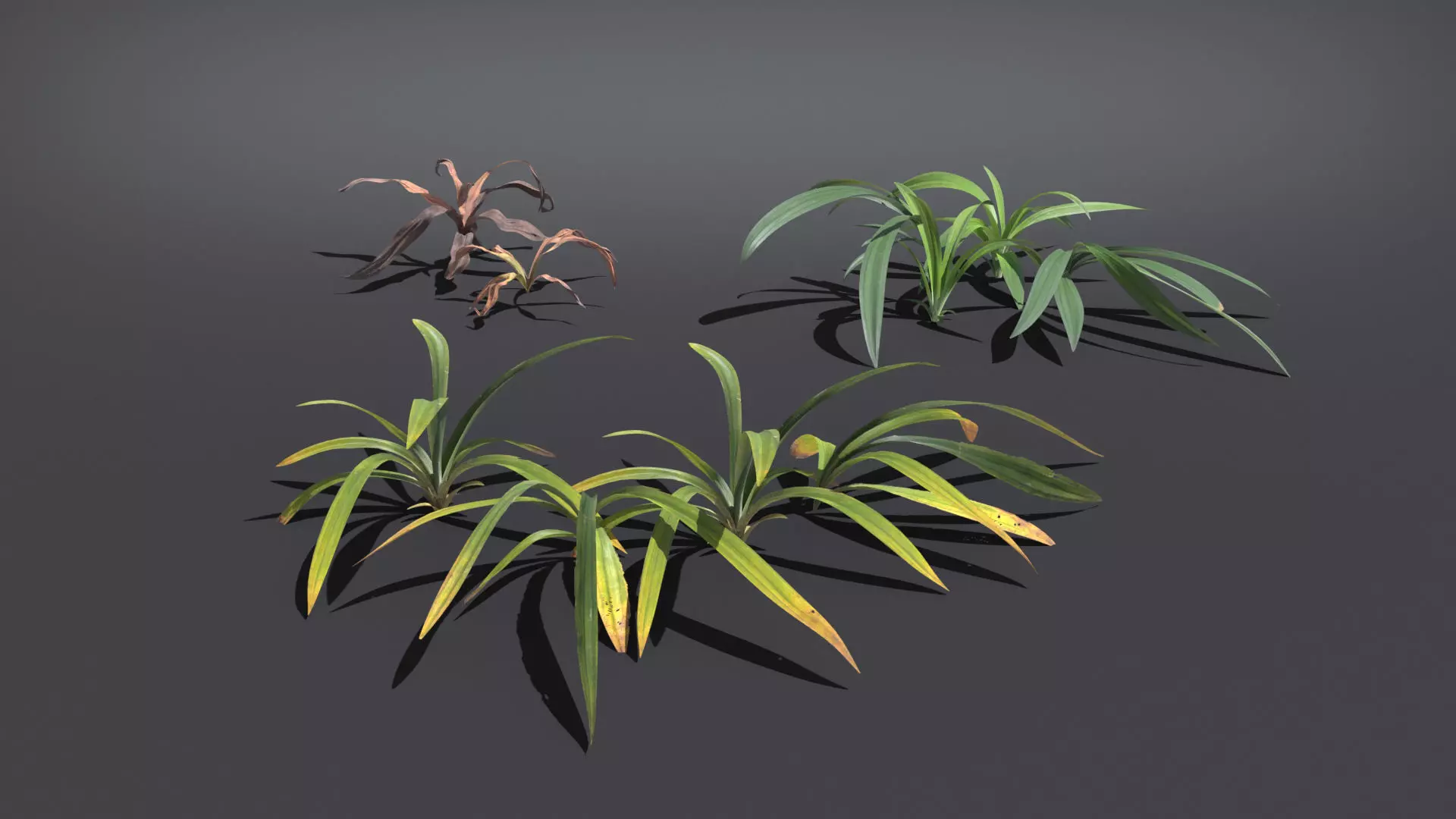 Wild Grass  VFX Grace Low-poly 3D model_0