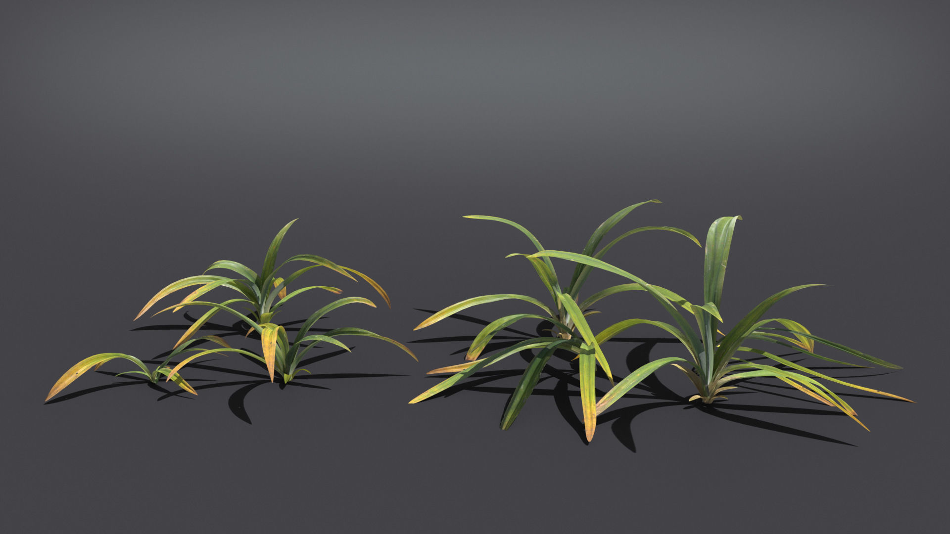 Wild Grass  VFX Grace Low-poly 3D model_4