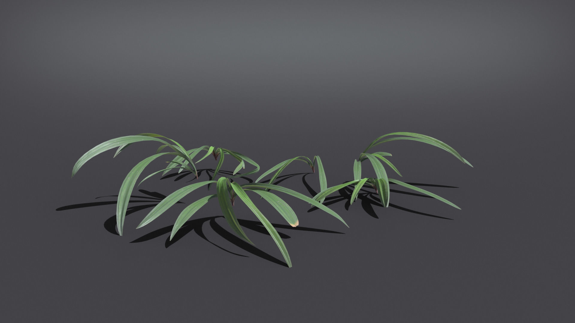 Wild Grass  VFX Grace Low-poly 3D model_6