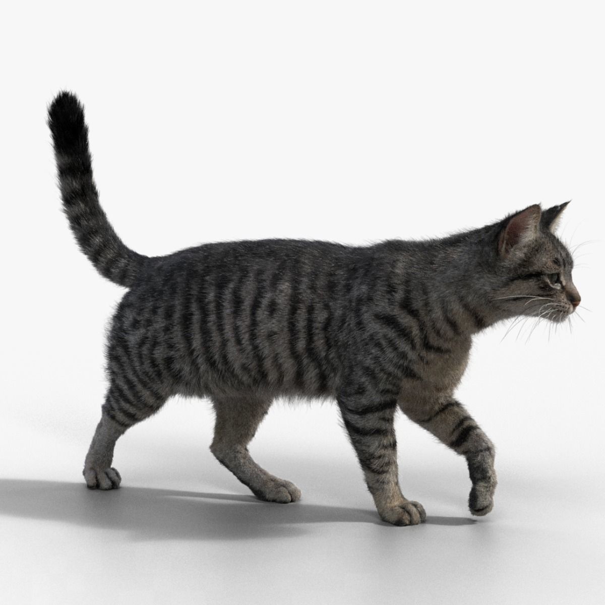 Grey Cat Animated  VFX Grace 3D model_7