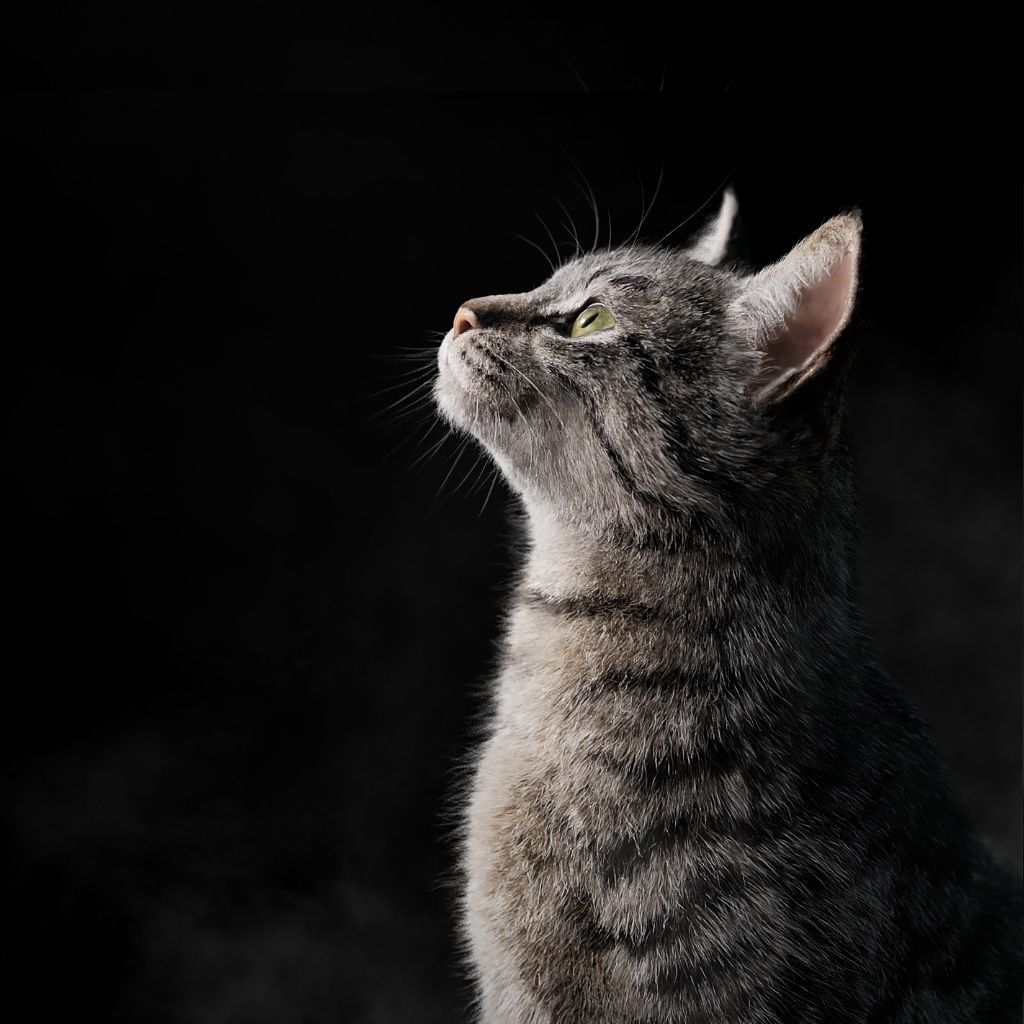 Grey Cat Animated  VFX Grace 3D model_5
