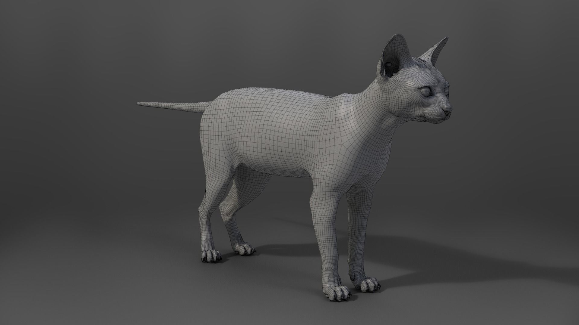 Grey Cat Animated  VFX Grace 3D model_21