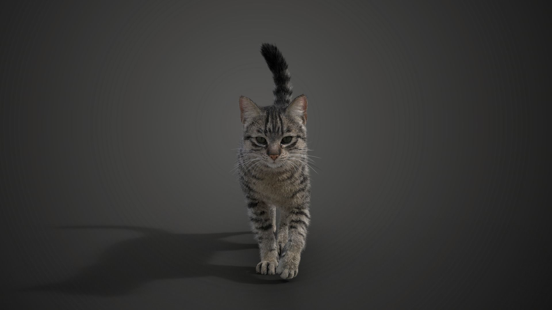 Grey Cat Animated  VFX Grace 3D model_13