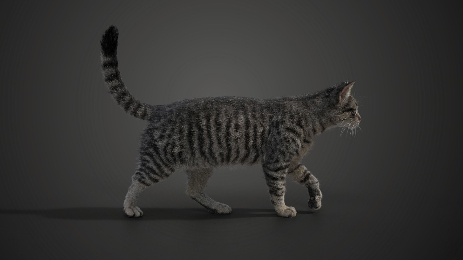 Grey Cat Animated  VFX Grace 3D model_10