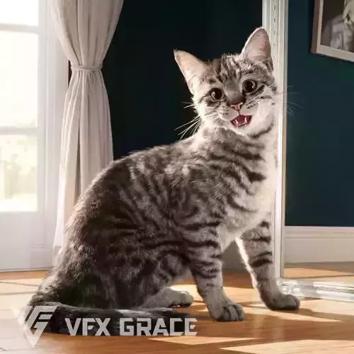 Grey Cat Animated  VFX Grace 3D model