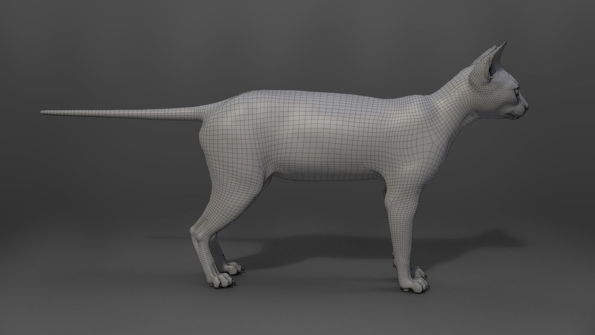 Grey Cat Animated  VFX Grace 3D model_24