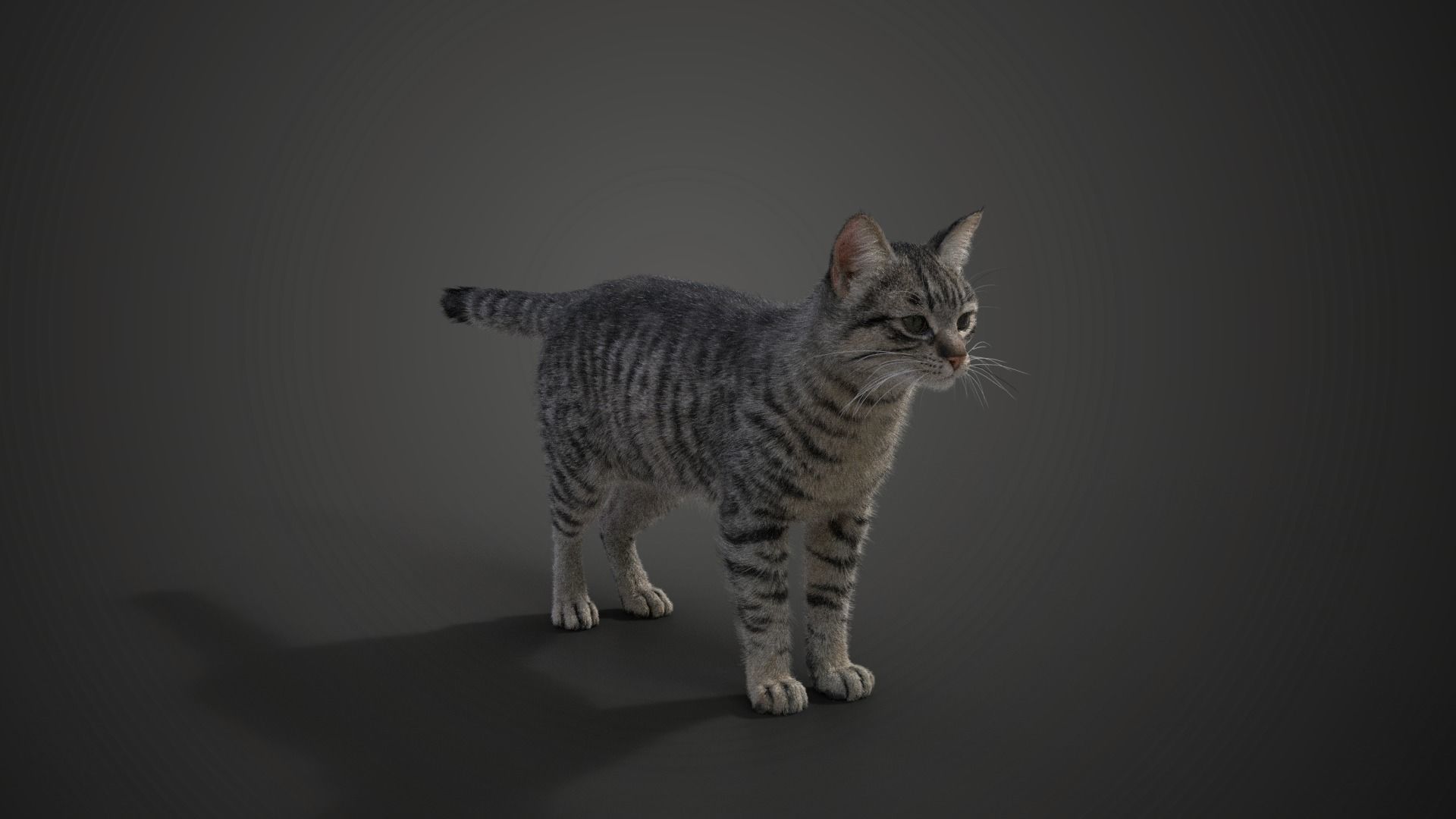 Grey Cat Animated  VFX Grace 3D model_9