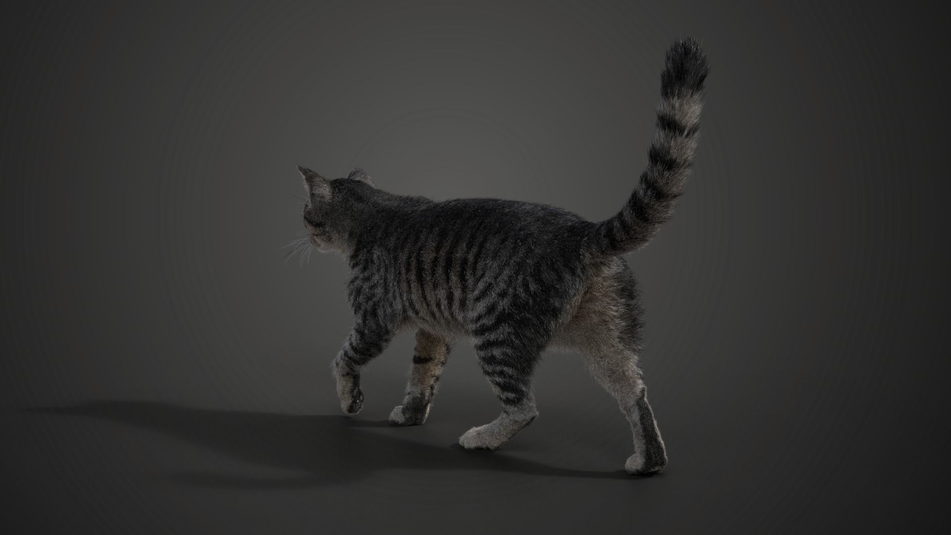 Grey Cat Animated  VFX Grace 3D model_11