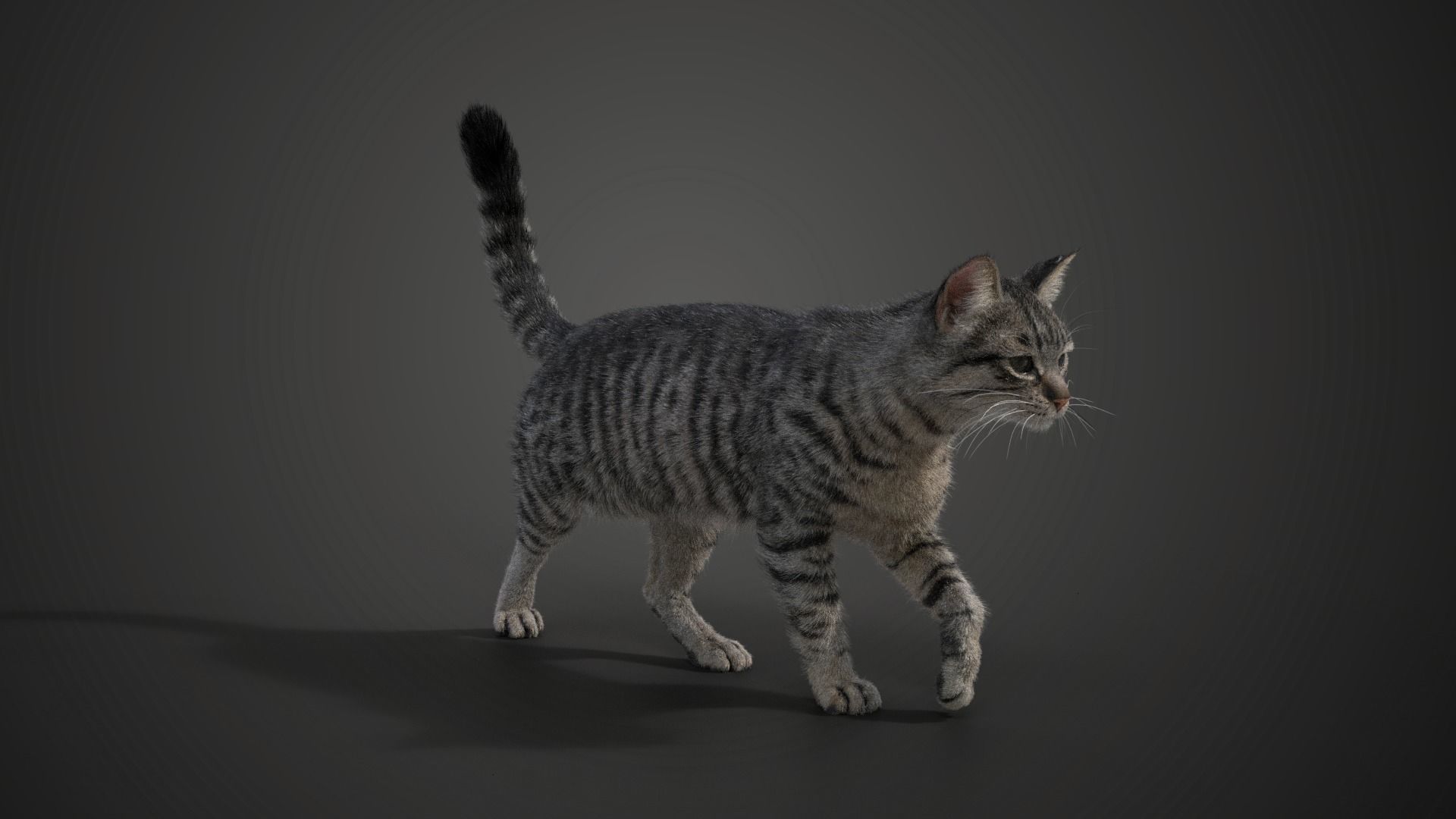 Grey Cat Animated  VFX Grace 3D model_8