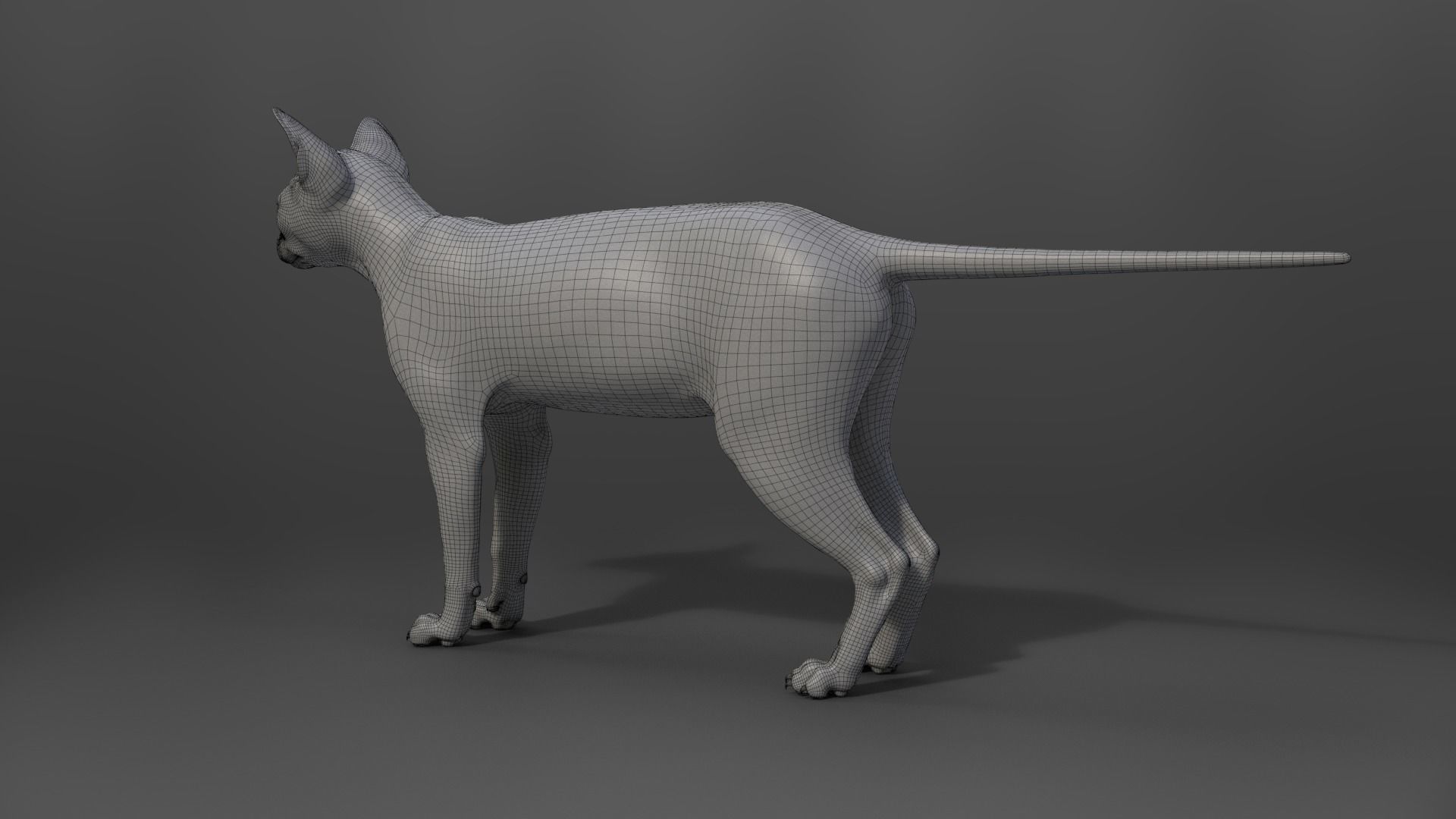 Grey Cat Animated  VFX Grace 3D model_23