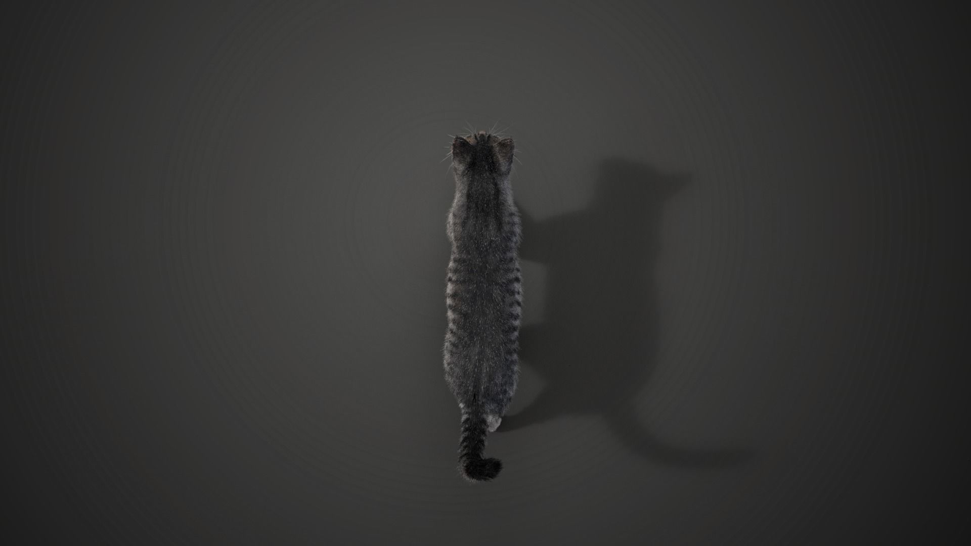 Grey Cat Animated  VFX Grace 3D model_12