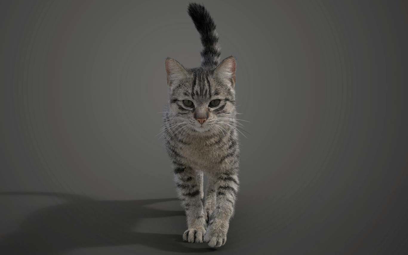 Grey Cat Animated  VFX Grace 3D model_6