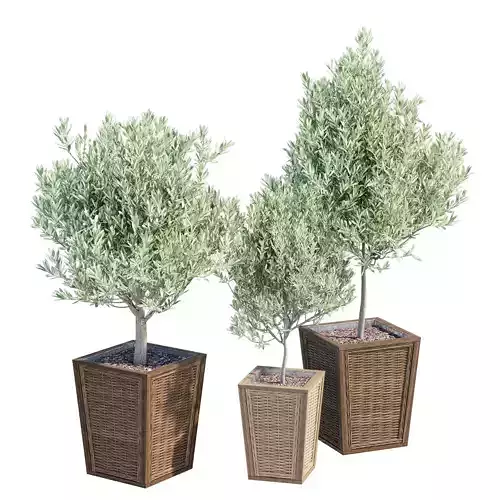 Melfa three potted olive trees