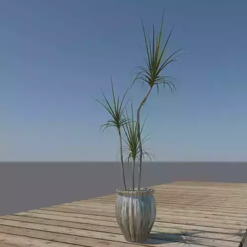 Dracaena Marginata 3D model