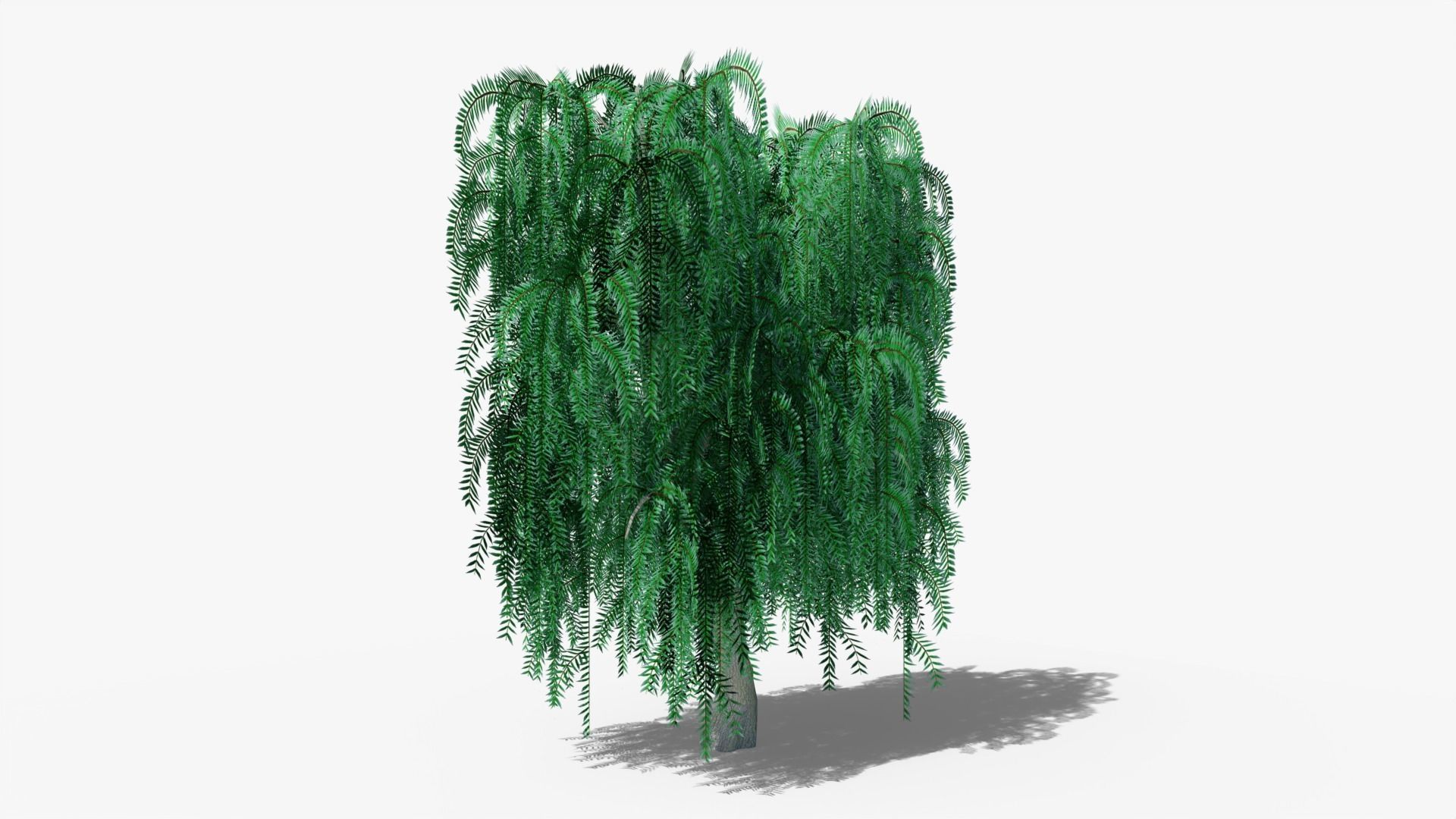Weeping Willow v1 Low-poly 3D model_1