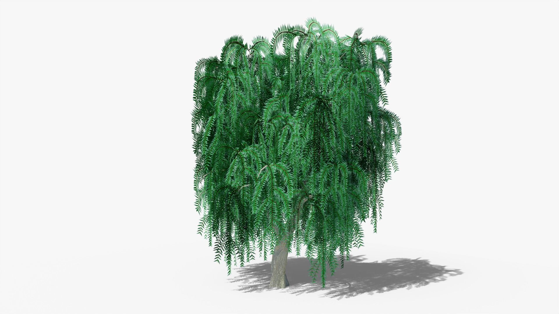 Weeping Willow v1 Low-poly 3D model_3
