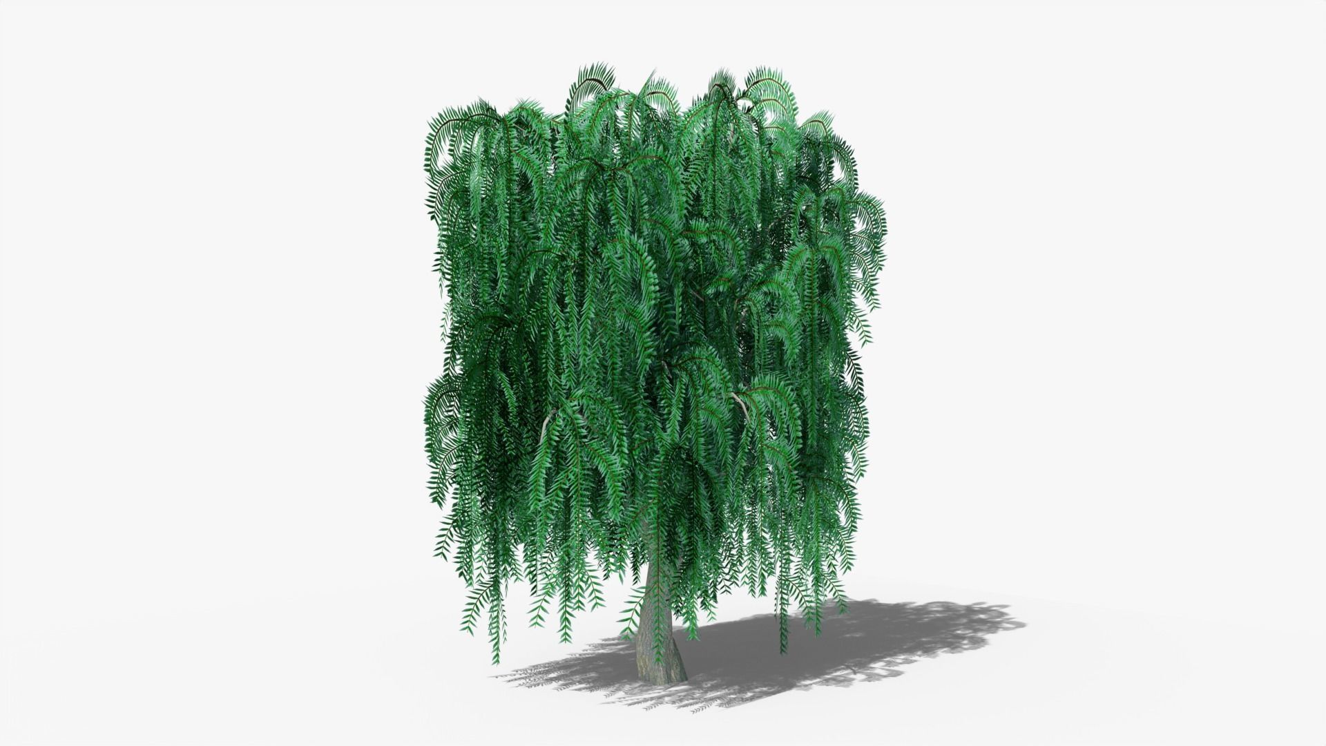Weeping Willow v1 Low-poly 3D model_4