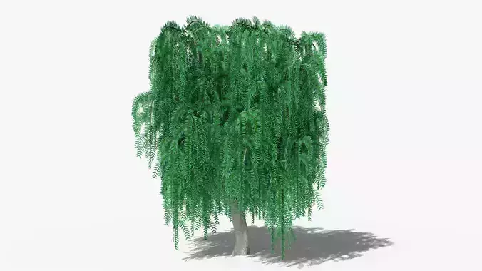 Weeping Willow v1 Low-poly 3D model