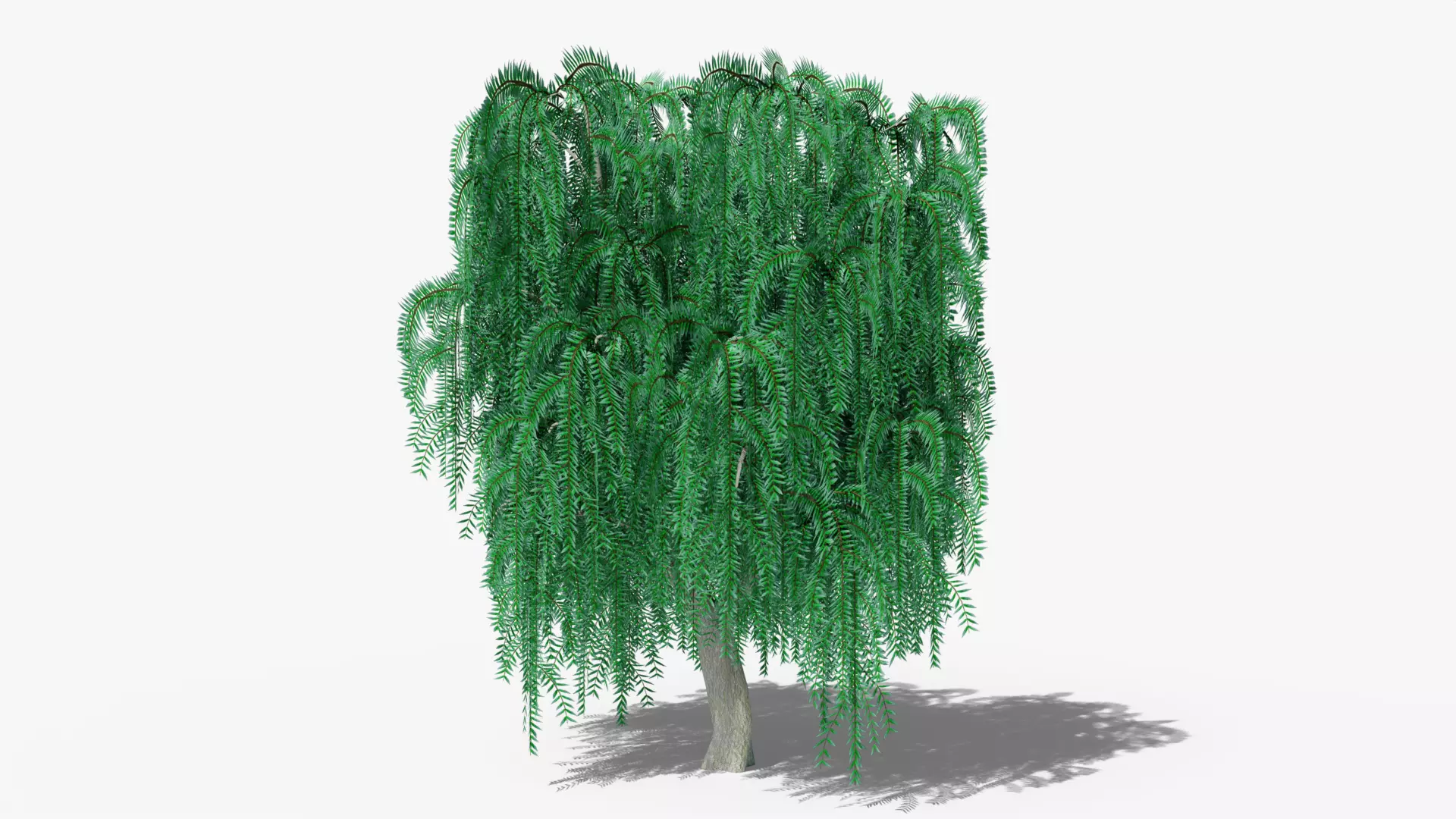Weeping Willow v1 Low-poly 3D model_0