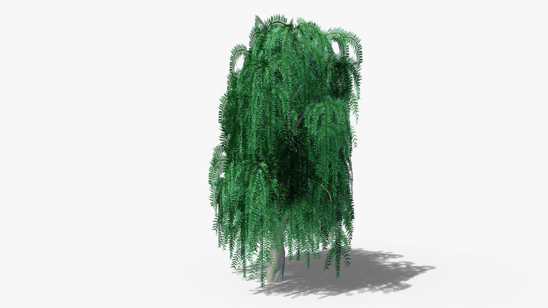 Weeping Willow v1 Low-poly 3D model_2