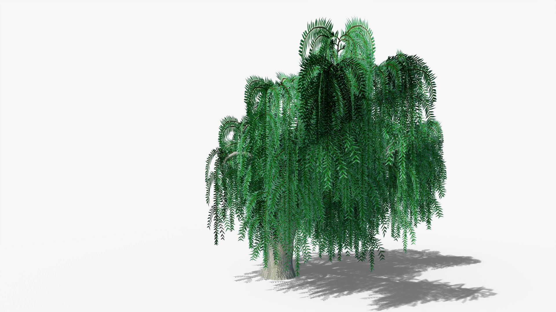 Weeping Willow v2 Low-poly 3D model_1