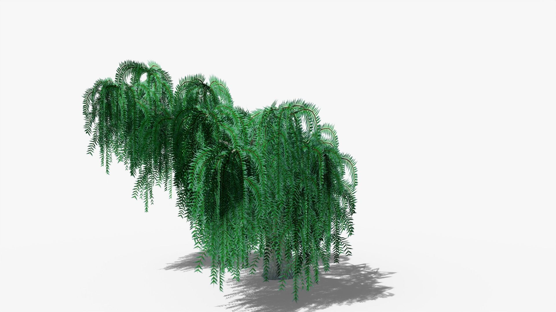 Weeping Willow v2 Low-poly 3D model_5