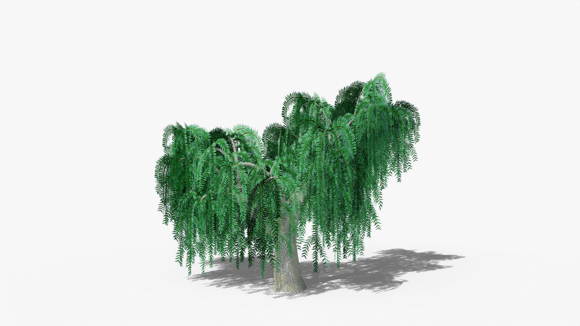 Weeping Willow v2 Low-poly 3D model_3