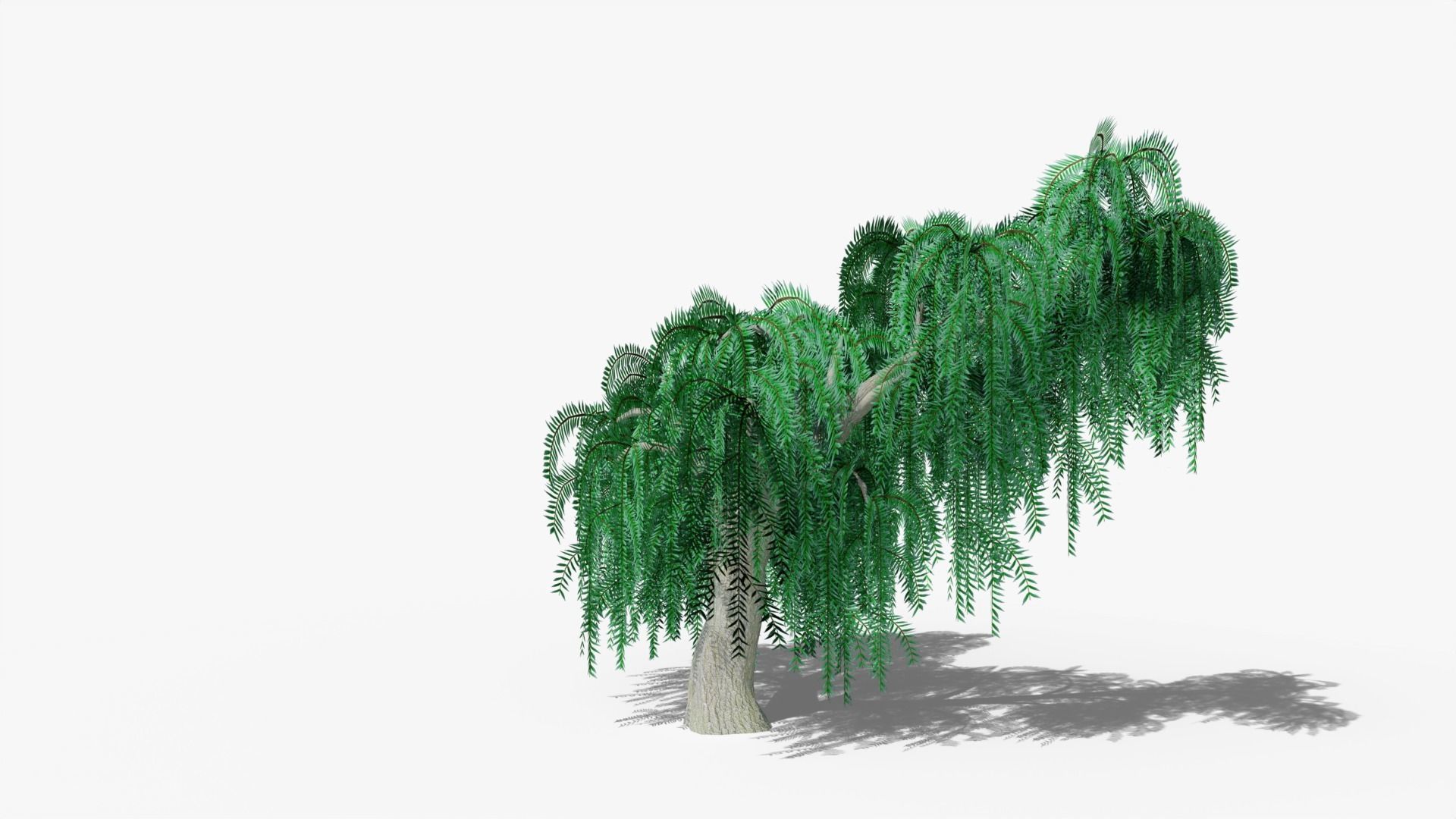 Weeping Willow v2 Low-poly 3D model_2
