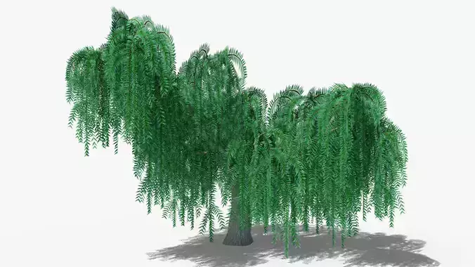 Weeping Willow v2 Low-poly 3D model