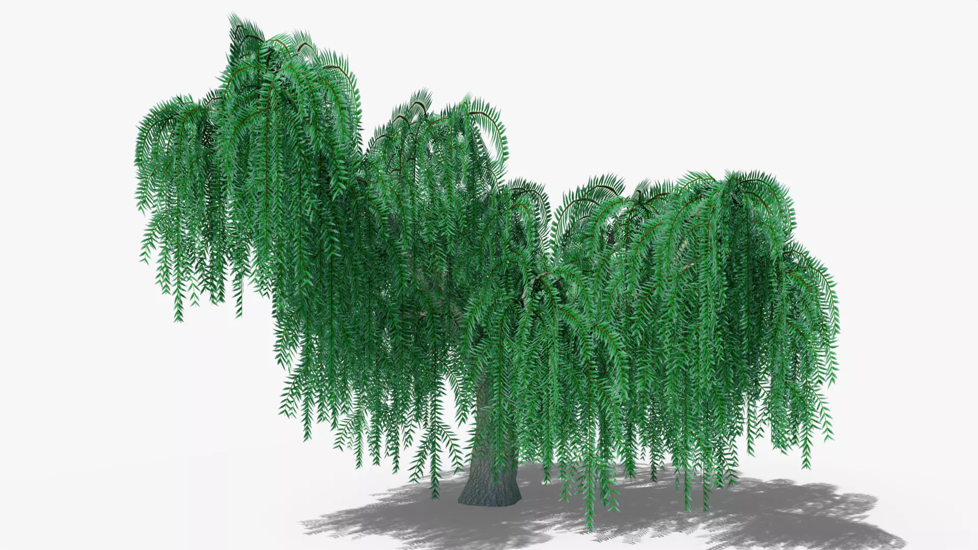 Weeping Willow v2 Low-poly 3D model_0