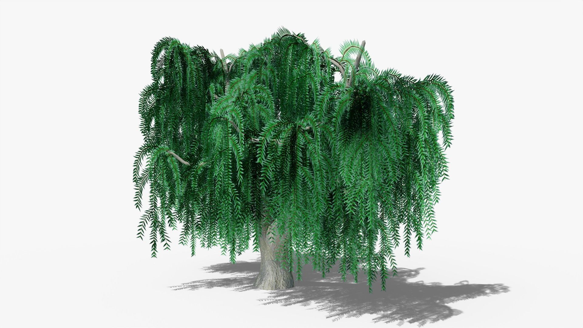 Weeping Willow v3 Low-poly 3D model_5