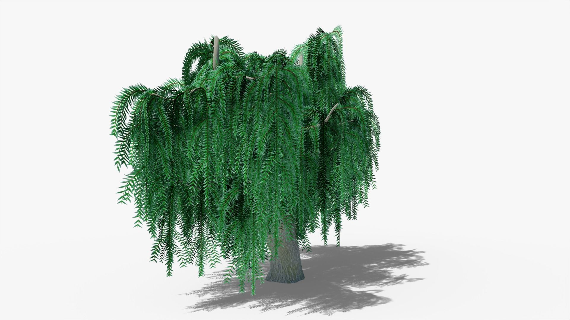 Weeping Willow v3 Low-poly 3D model_4