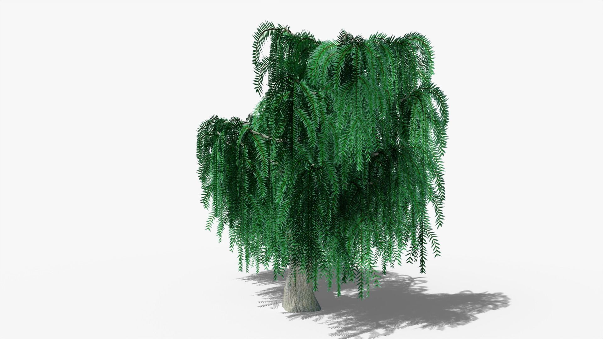 Weeping Willow v3 Low-poly 3D model_2