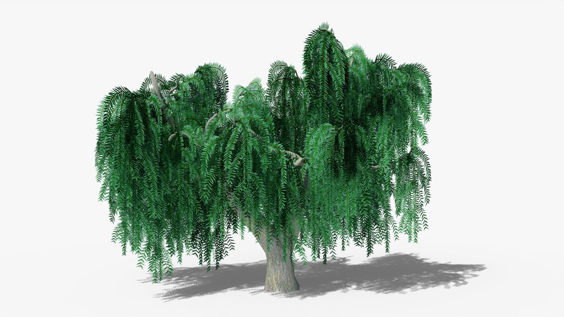 Weeping Willow v3 Low-poly 3D model_3