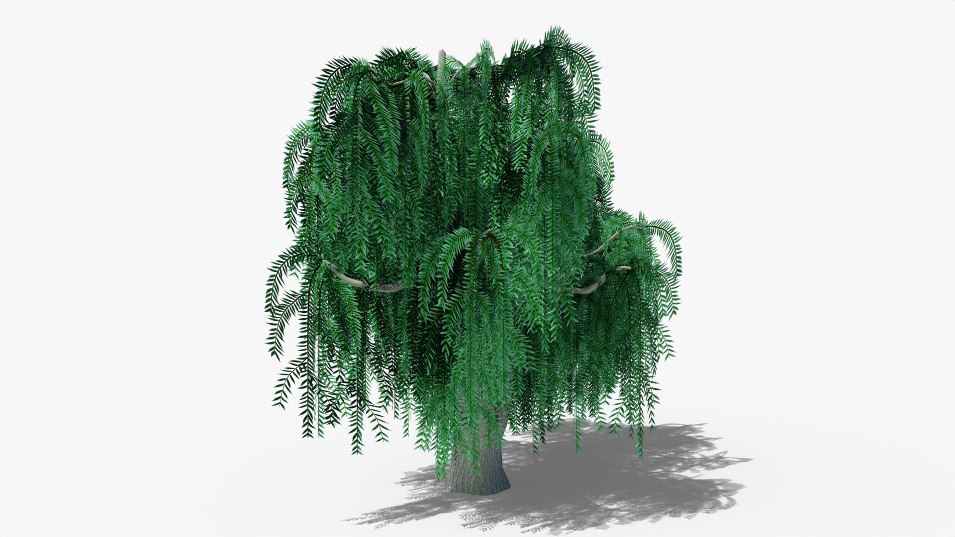 Weeping Willow v3 Low-poly 3D model_1
