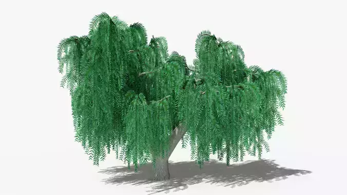 Weeping Willow v3 Low-poly 3D model