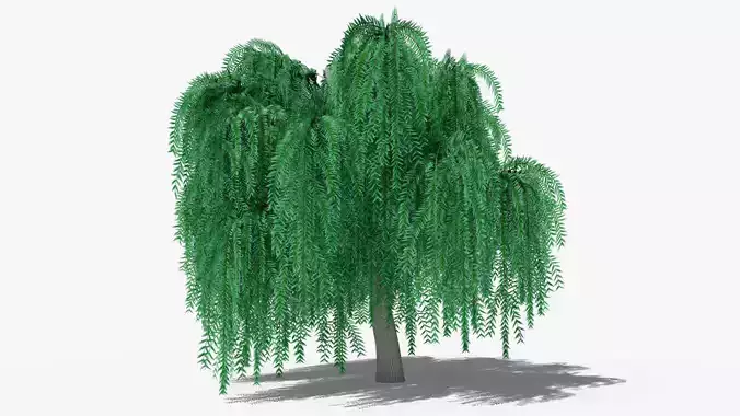 Weeping Willow v4 Low-poly 3D model