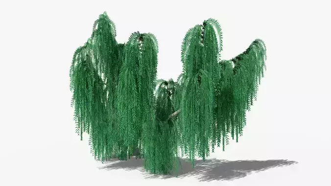 Weeping Willow v5 Low-poly 3D model