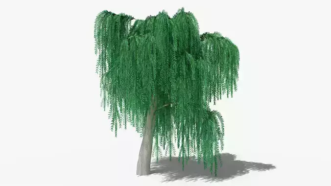 Weeping Willow v6 Low-poly 3D model