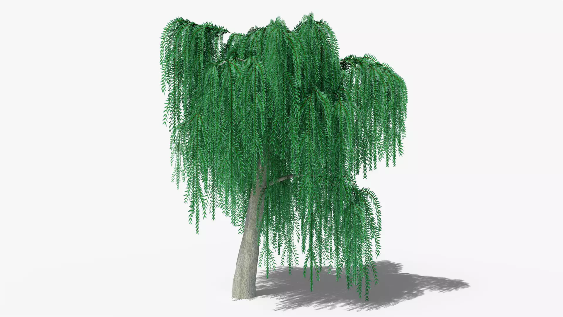 Weeping Willow v6 Low-poly 3D model_0