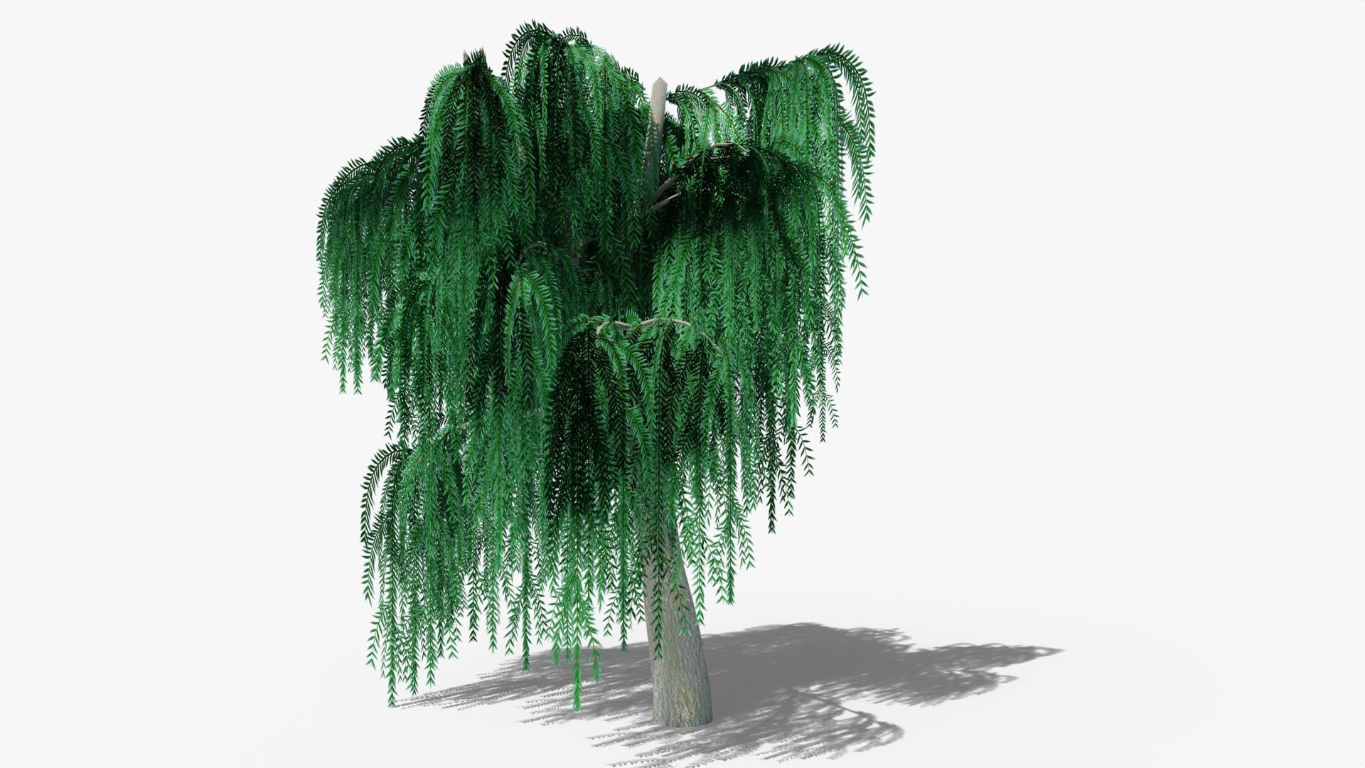 Weeping Willow v6 Low-poly 3D model_3