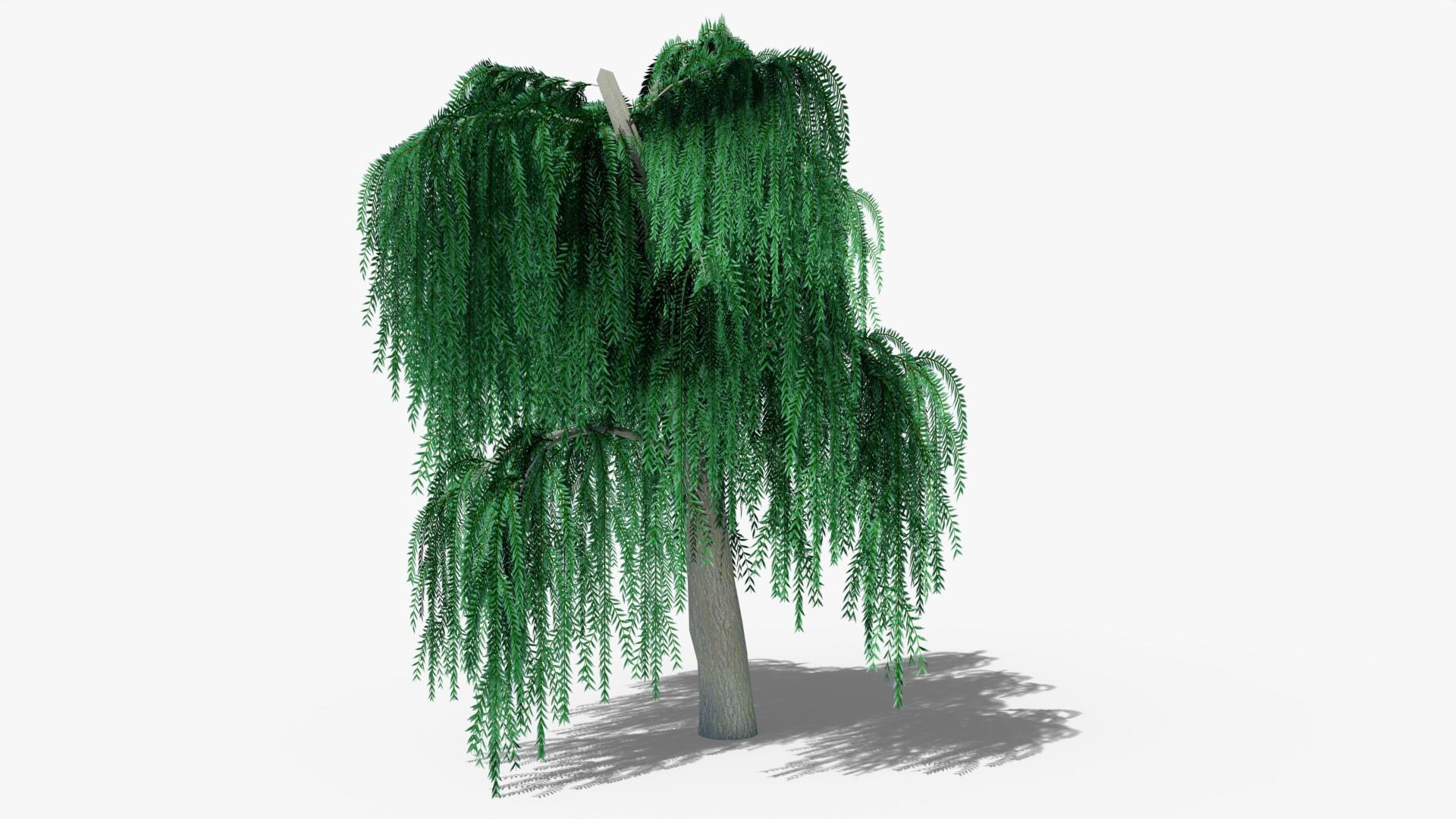 Weeping Willow v6 Low-poly 3D model_4