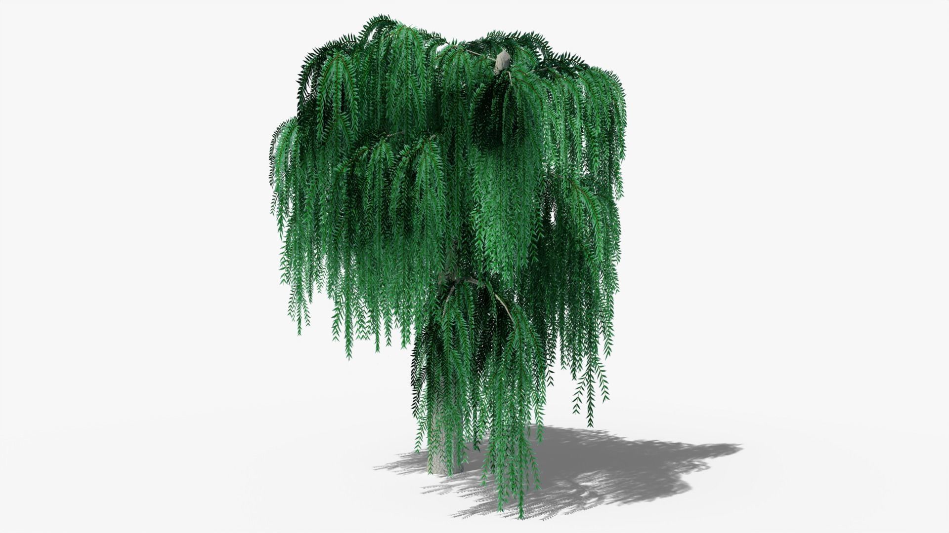 Weeping Willow v6 Low-poly 3D model_5