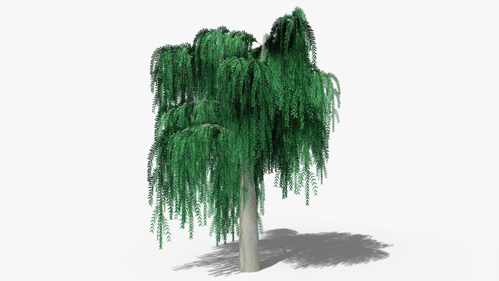 Weeping Willow v6 Low-poly 3D model_2